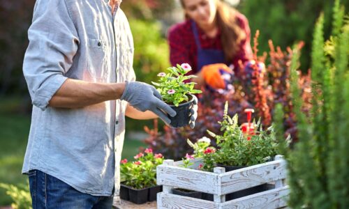 Von der Planung, über das Saatgut kaufen zur Blüte: So gelingt Ihr Gartenstart