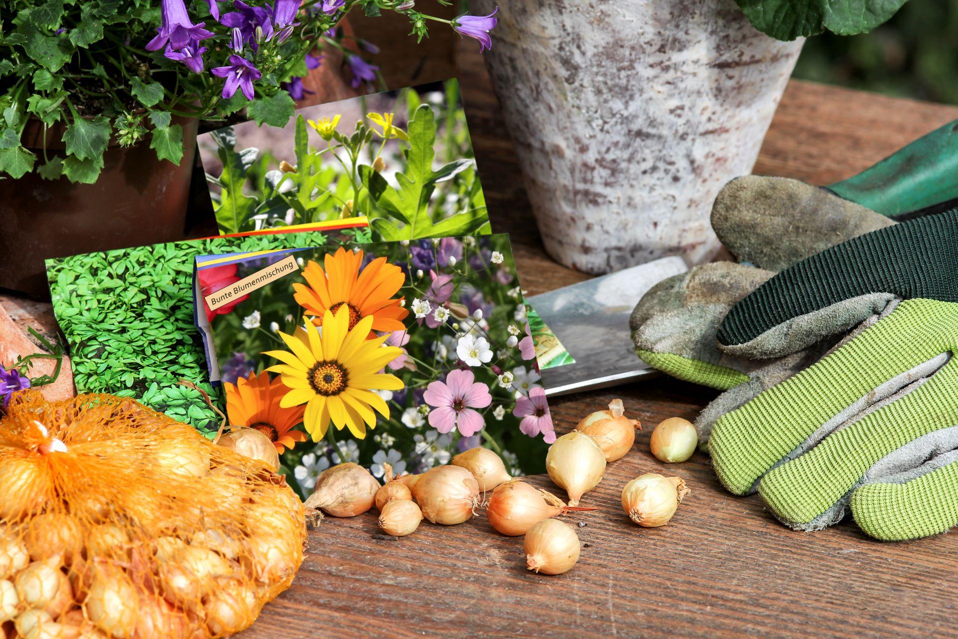 Verschiedene Blumensamenpackungen und Zwiebeln auf einem Holztisch, daneben Gartenhandschuhe und Gartengeräte, bereit für die Gartenarbeit.