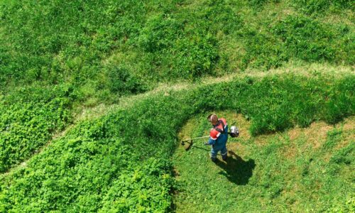 Die unterschätzten Helfer gegen wuchernde Vegetation
