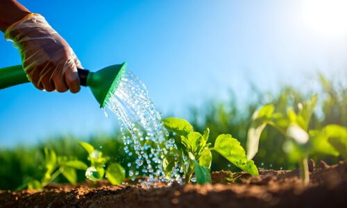 Möglichkeiten, Pflanzen langfristig kräftig und vital zu halten