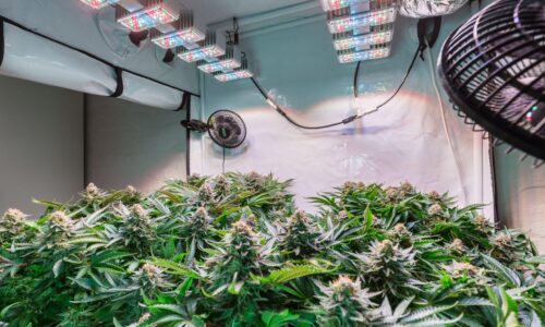 Moderate Höhe, massive Ernte: So wächst deine Pflanze mit konstantem Erfolg im Homegrow